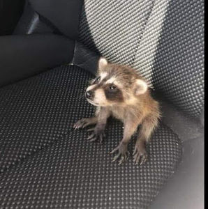 Meet your Posher, Nicolette